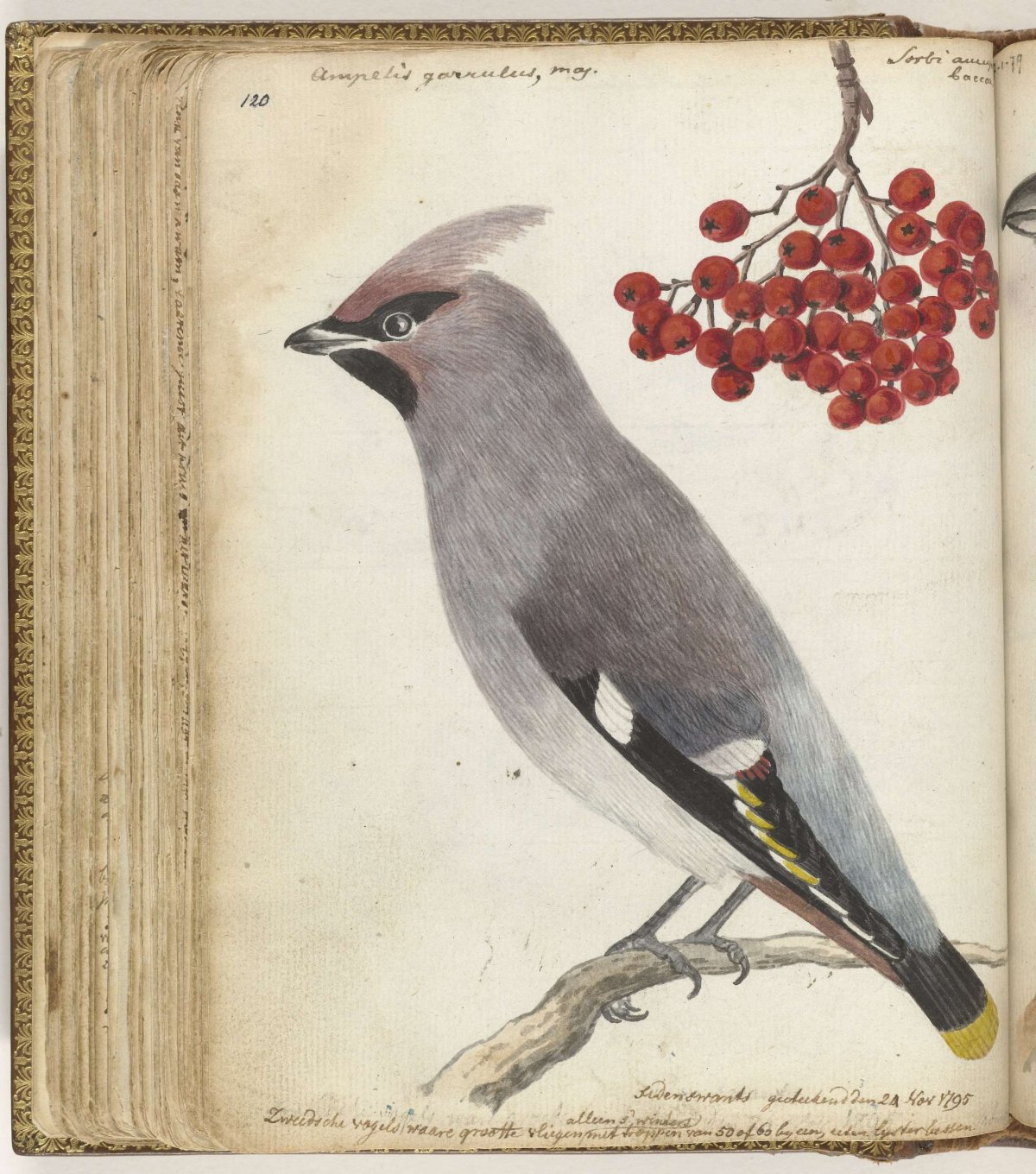 Swedish bird, Jan Brandes, 1795