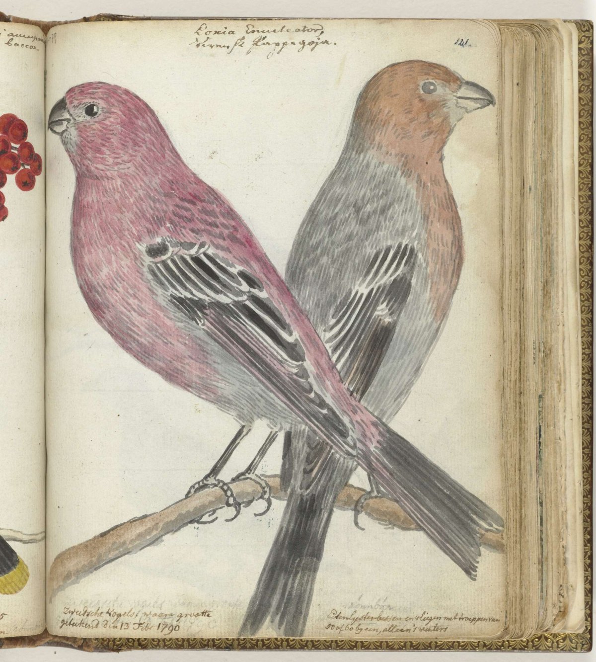 Zweedse vogels, Jan Brandes, 1790