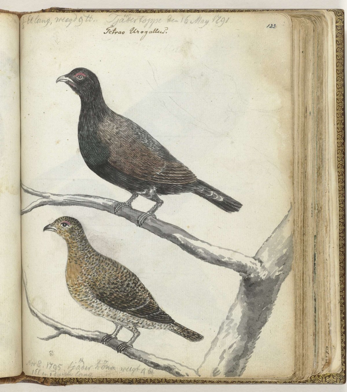 Zweedse vogels, Jan Brandes, 1795