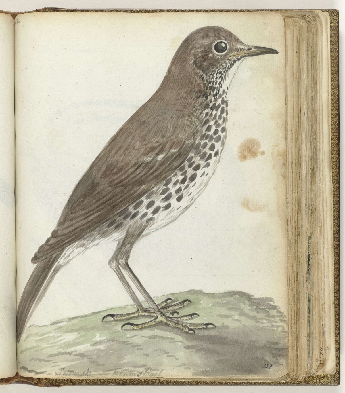Swedish bird, Jan Brandes, 1787 - 1808