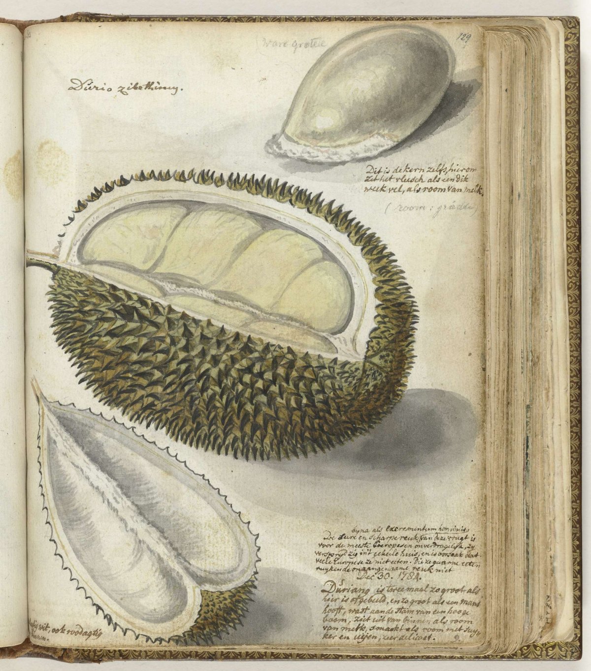 Durian, Jan Brandes, 1784