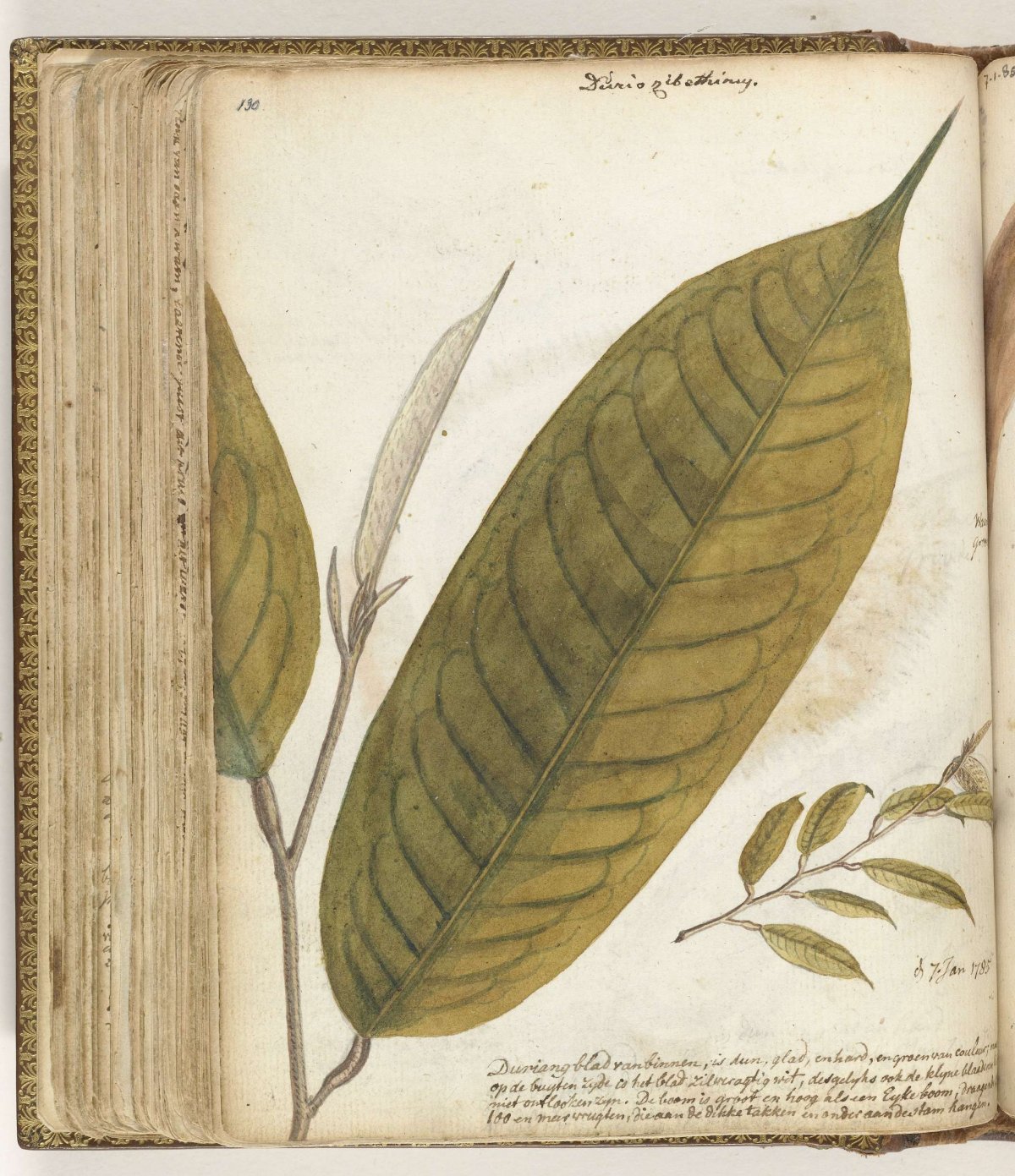 Durianblad, Jan Brandes, 1785