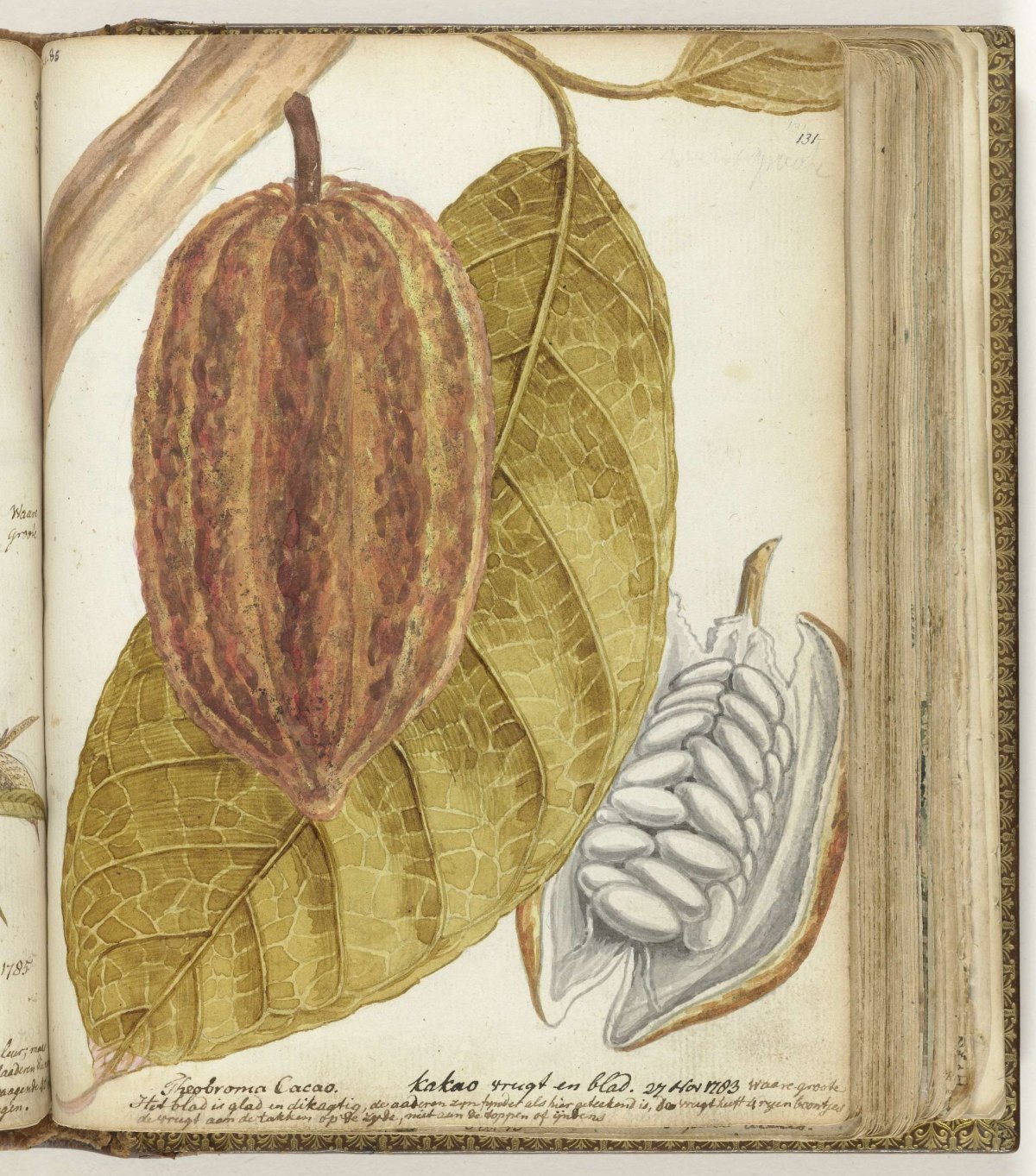 Cacao, Jan Brandes, 1783