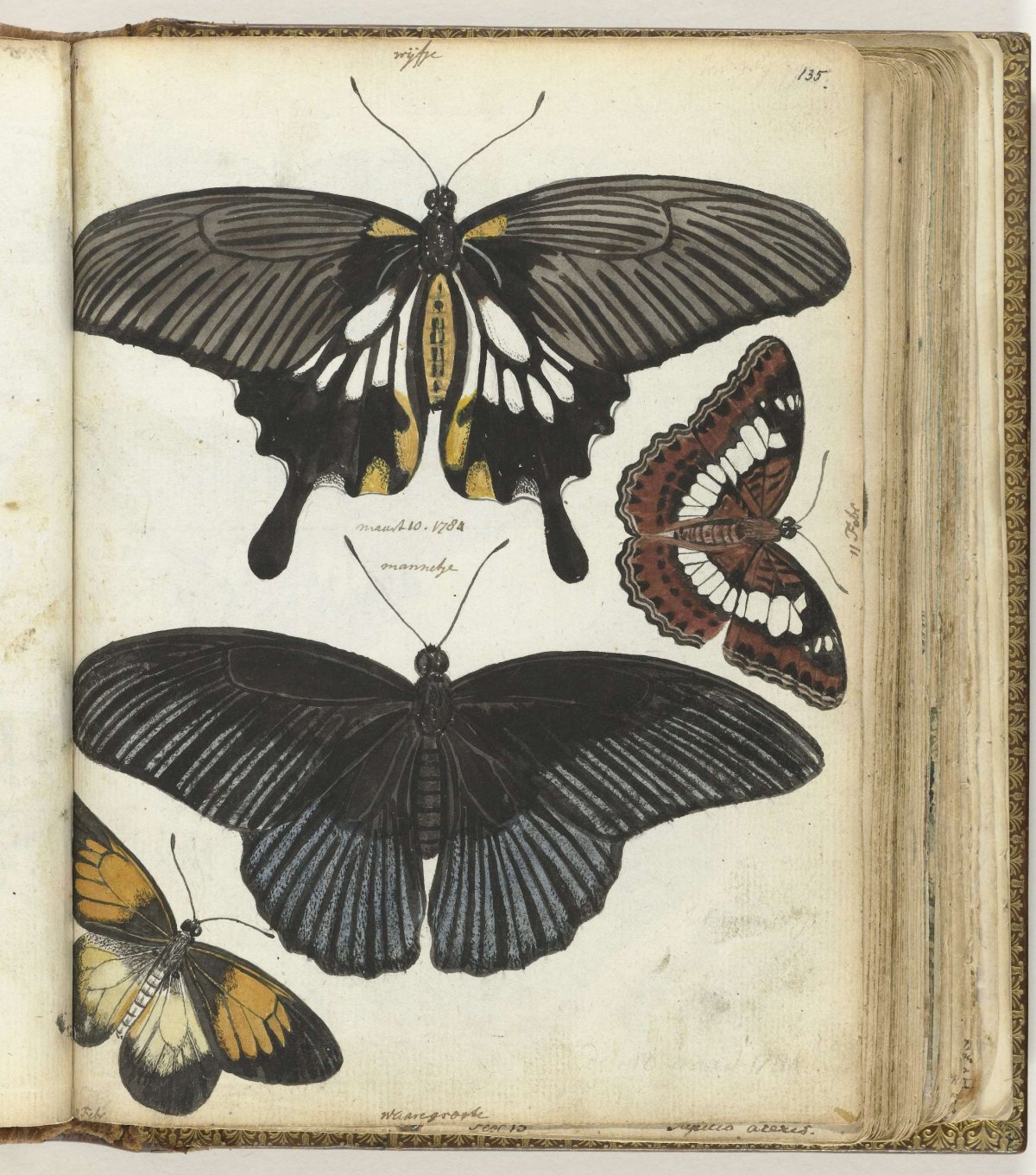 Butterflies of Java, Jan Brandes, 1784