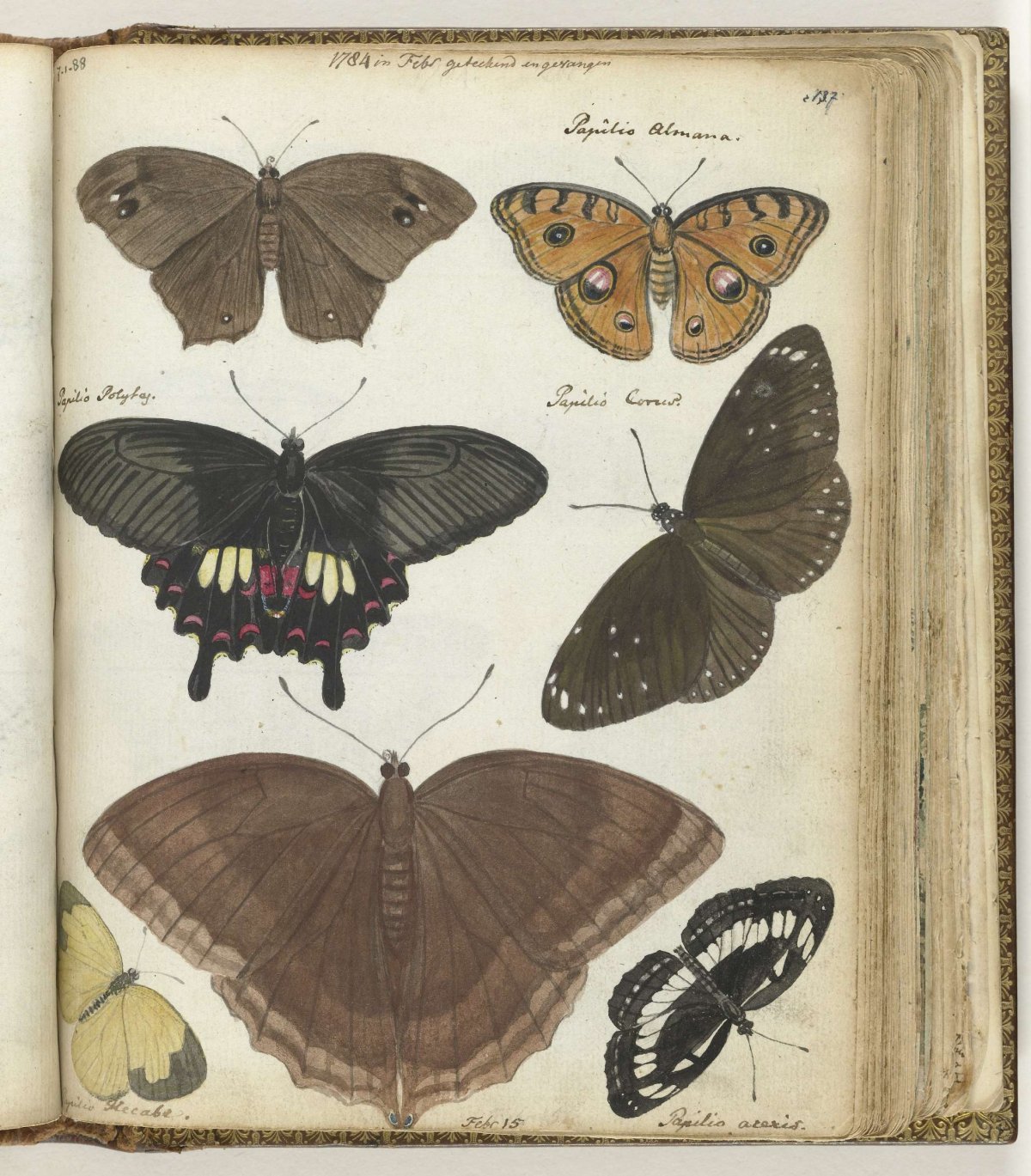 Butterflies of Java, Jan Brandes, 1784