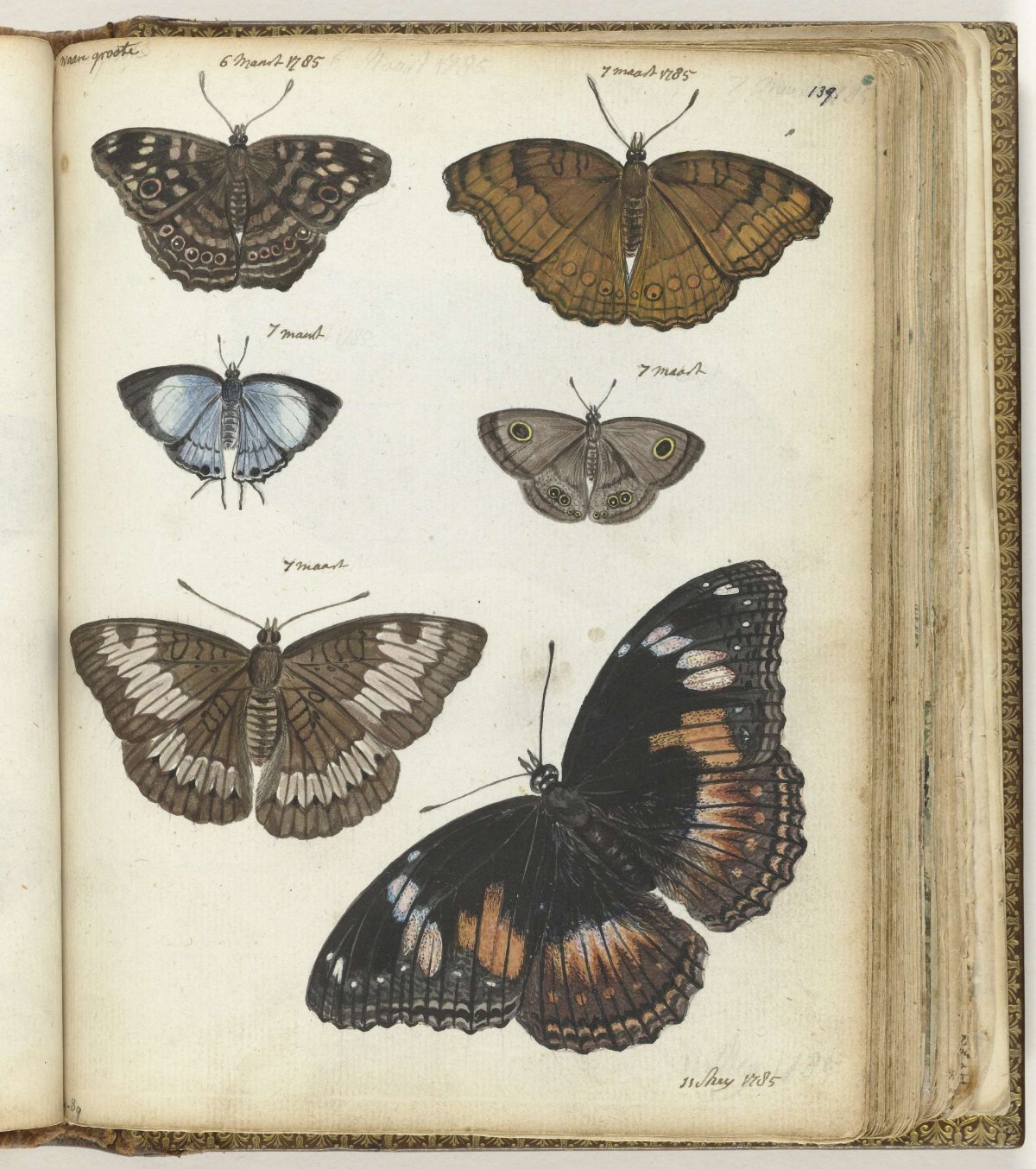 Butterflies of Java, Jan Brandes, 1785