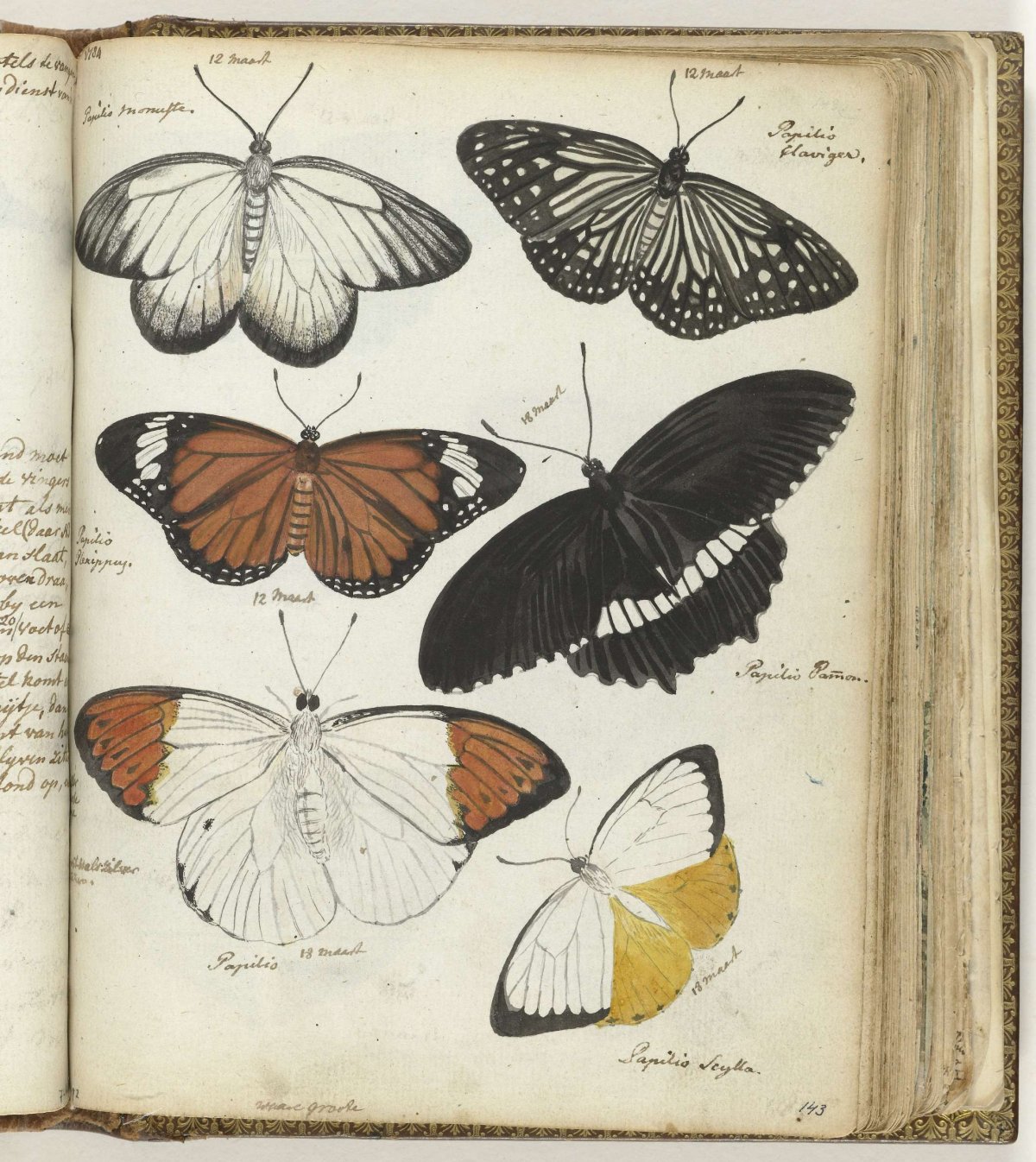 Javaanse vlinders, Jan Brandes, 1784