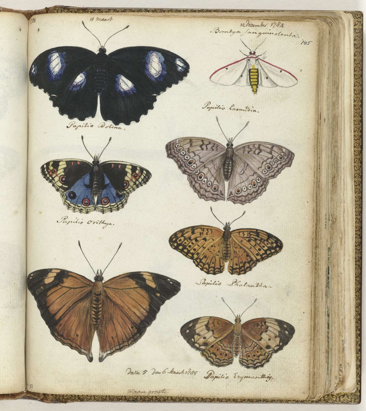 Javaanse vlinders, Jan Brandes, 1784 - 1785