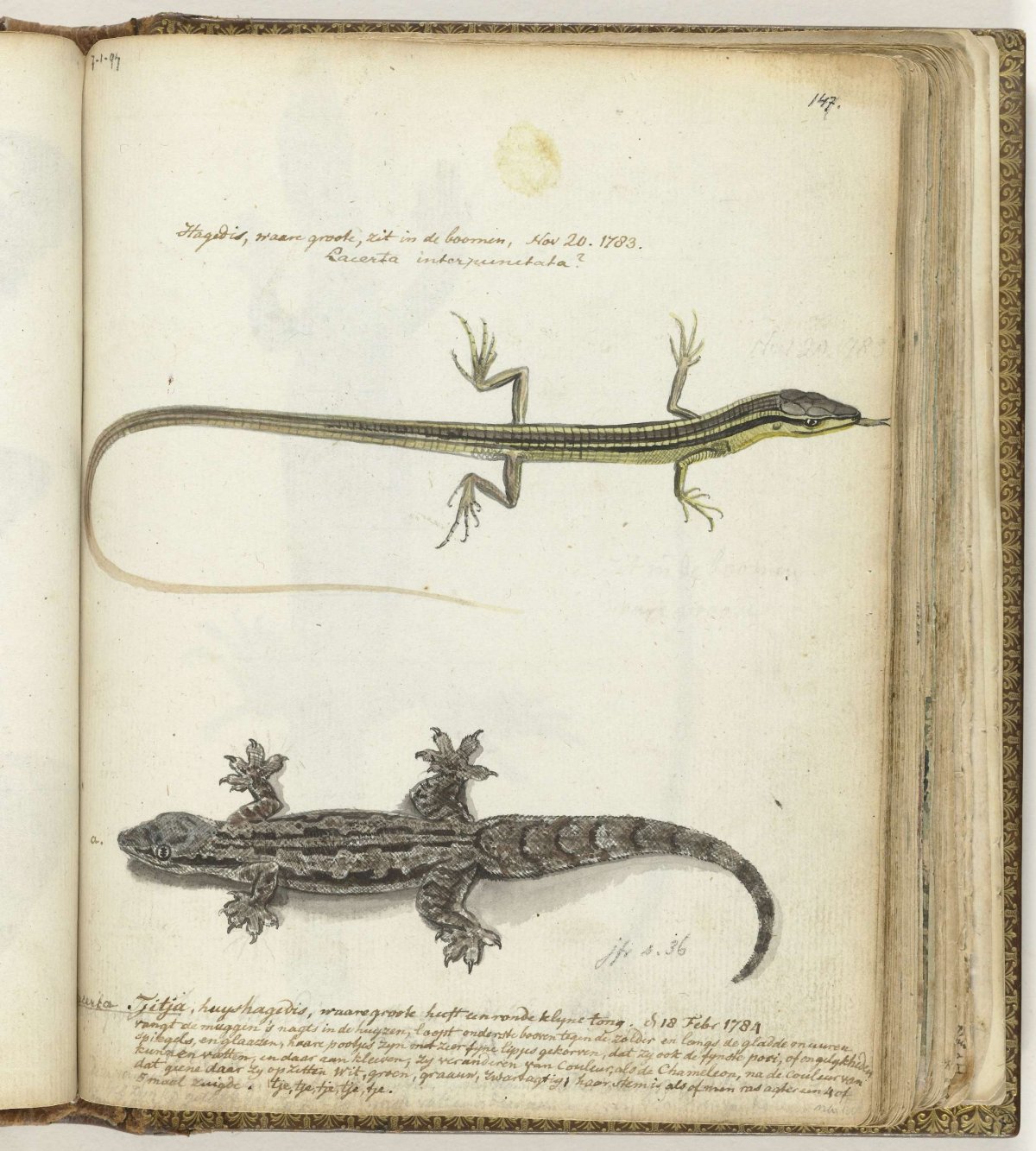 Lizard and tjitjak, Jan Brandes, 1784