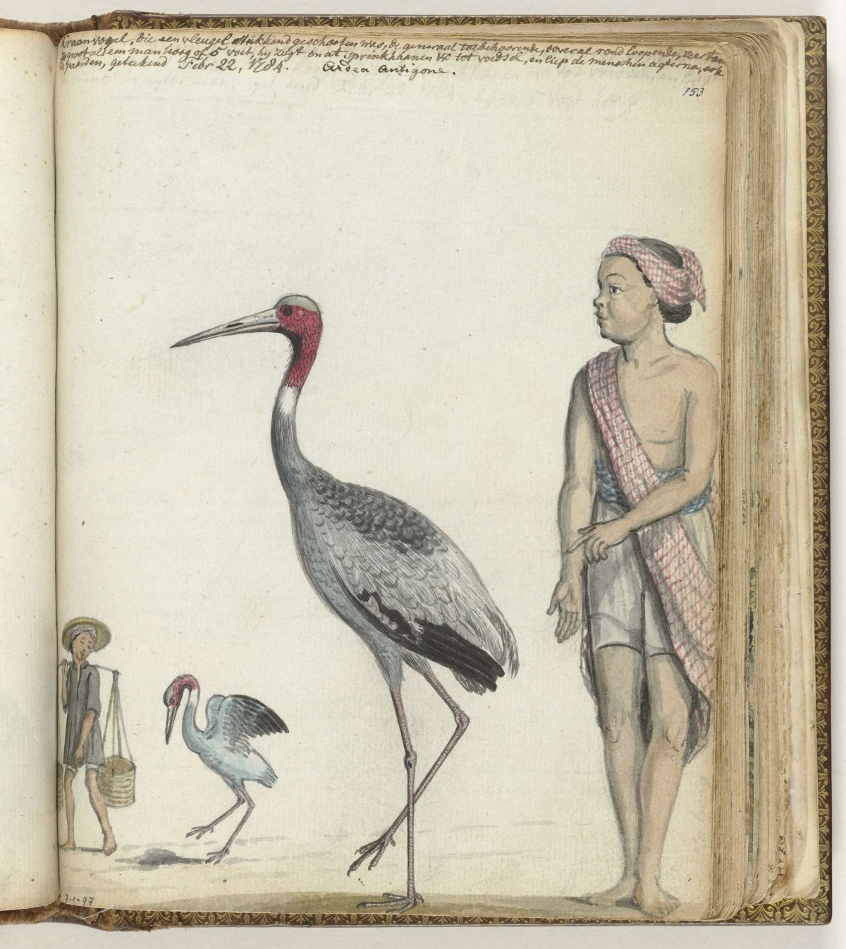 Kraanvogel, Jan Brandes, 1784
