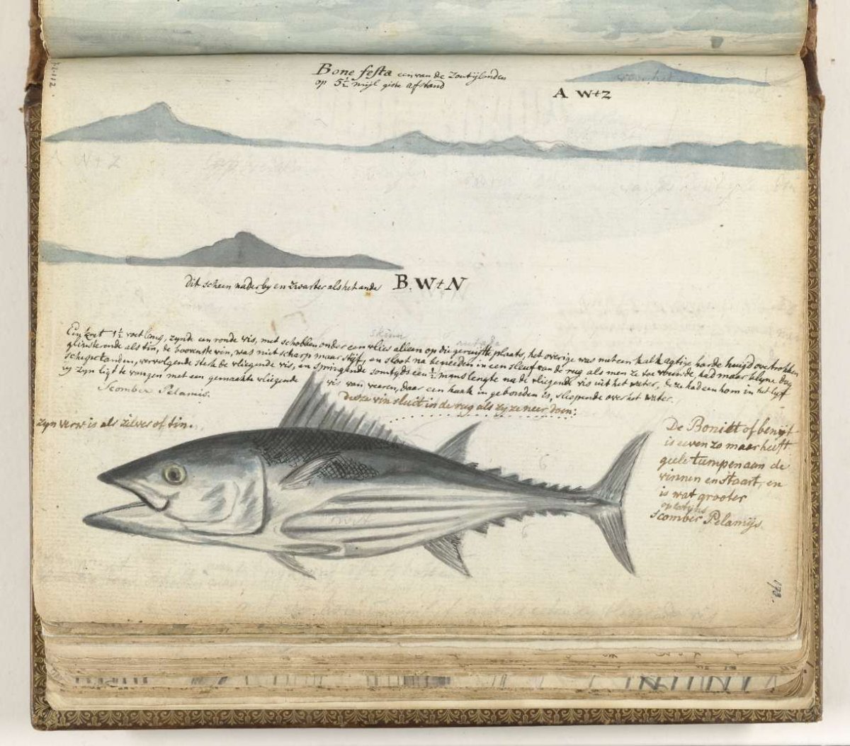 Coastal profiles of the Canary Islands. Fish., Jan Brandes, 1778