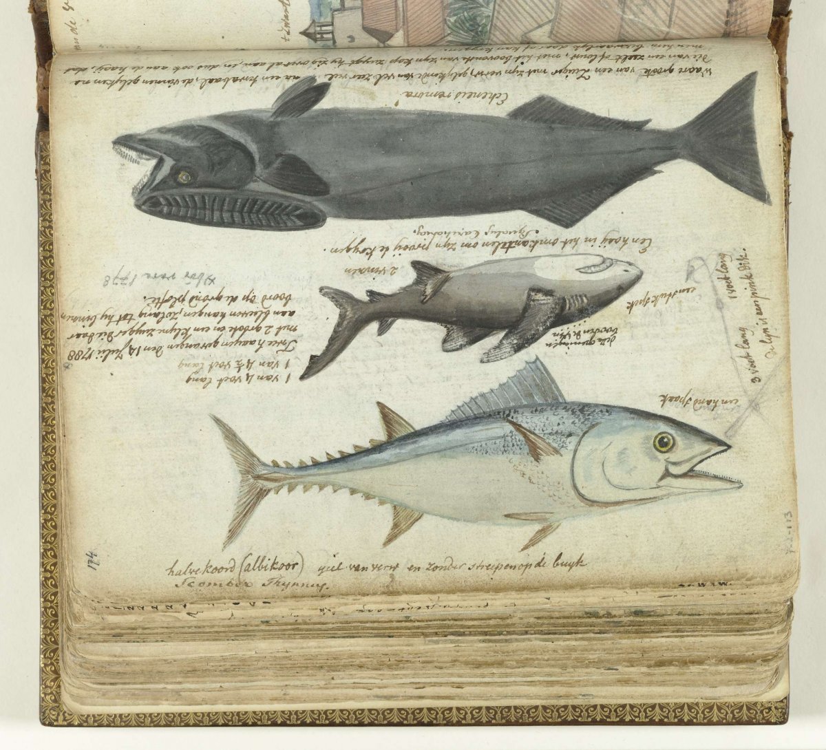 A tuna, a shark and a remora, Jan Brandes, 1788