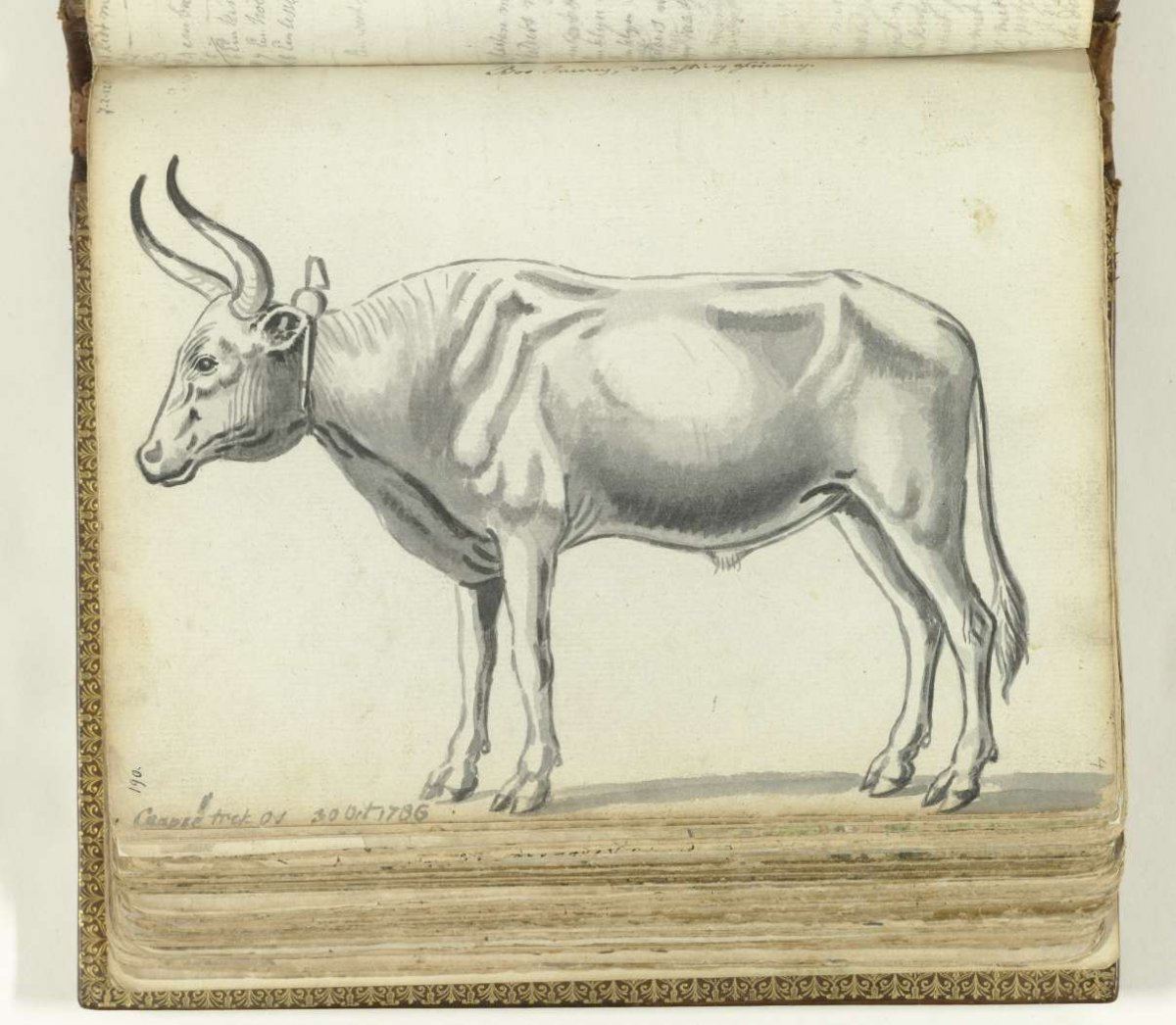 Caapse trekos, Jan Brandes, 1786