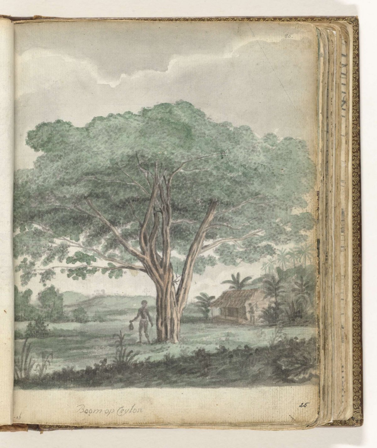Tree on Ceylon, Jan Brandes, 1785 - 1786