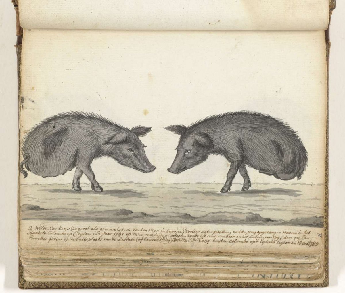 Varkens zonder achterpoten, Jan Brandes, 1785