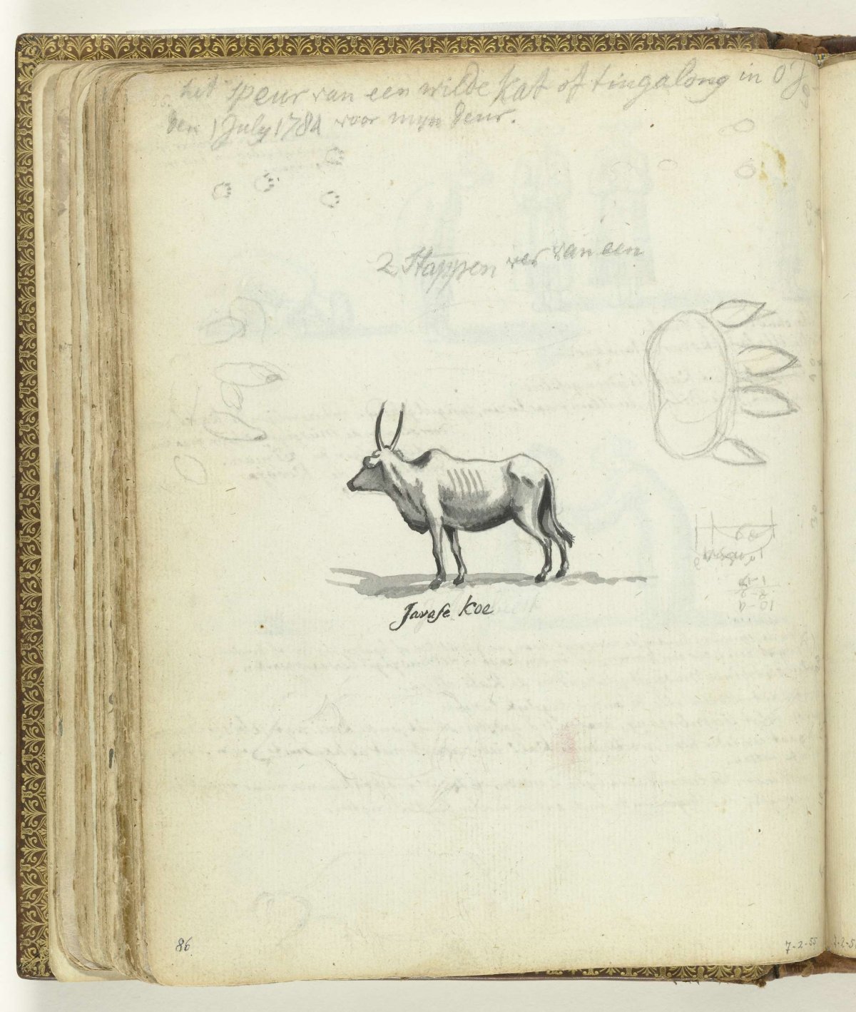 Wild cat tracks and Javanese cow, Jan Brandes, 1779 - 1785
