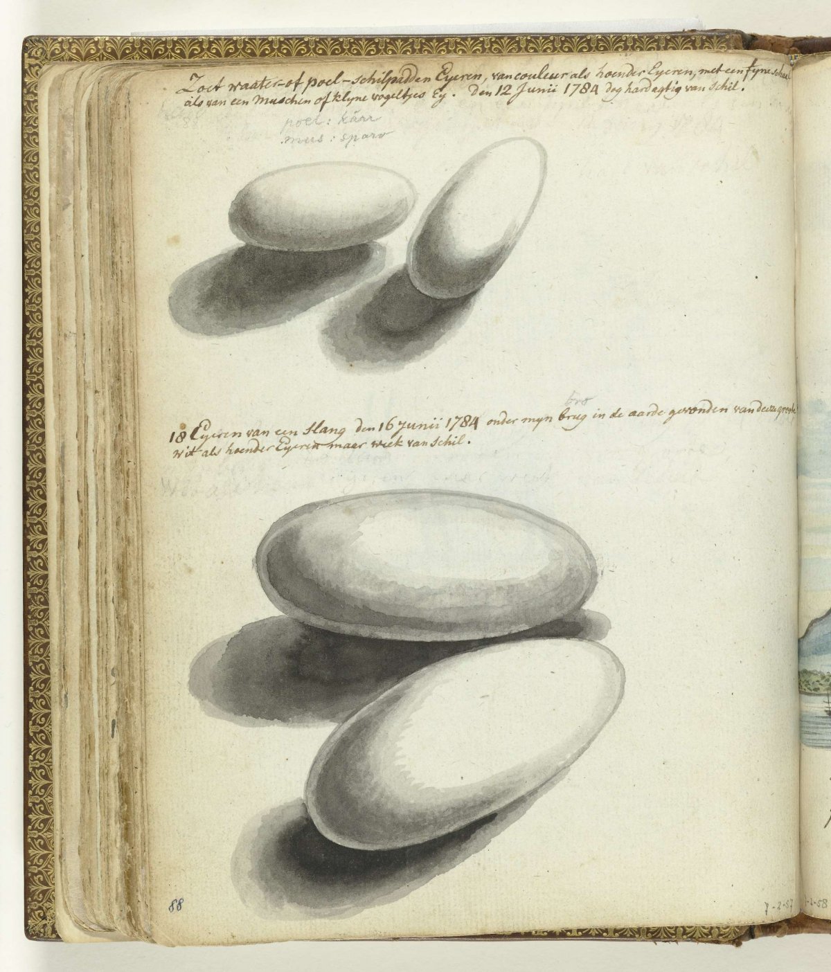 Turtle and snake eggs, Jan Brandes, 1784