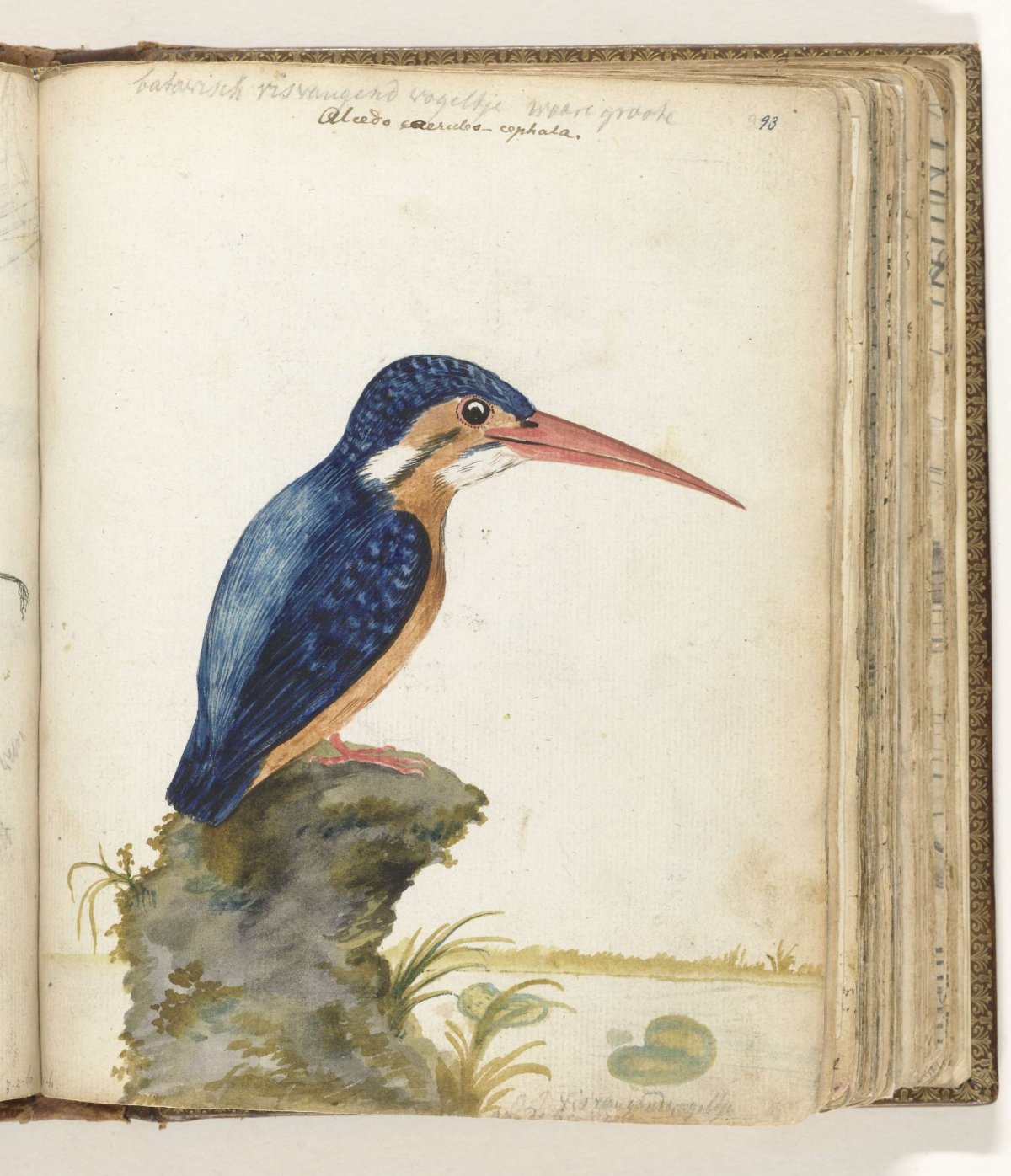 Malachite Kingfisher, Jan Brandes, 1779 - 1785
