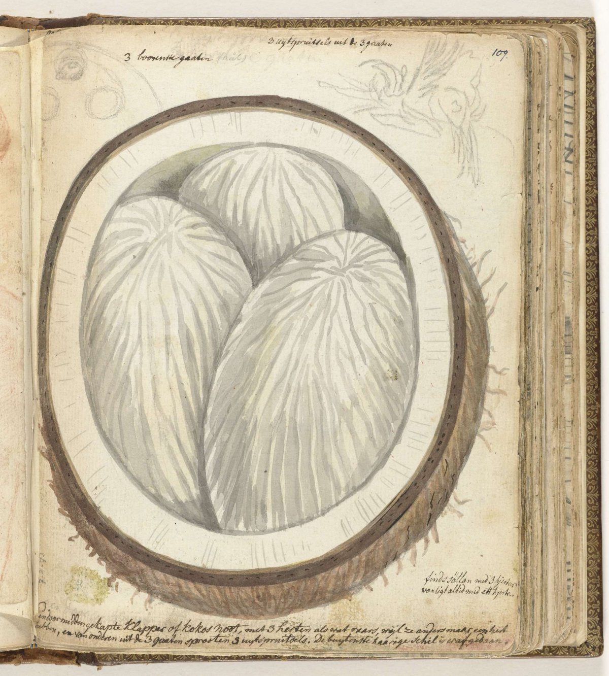 Coconut with three hearts, Jan Brandes, 1779 - 1785
