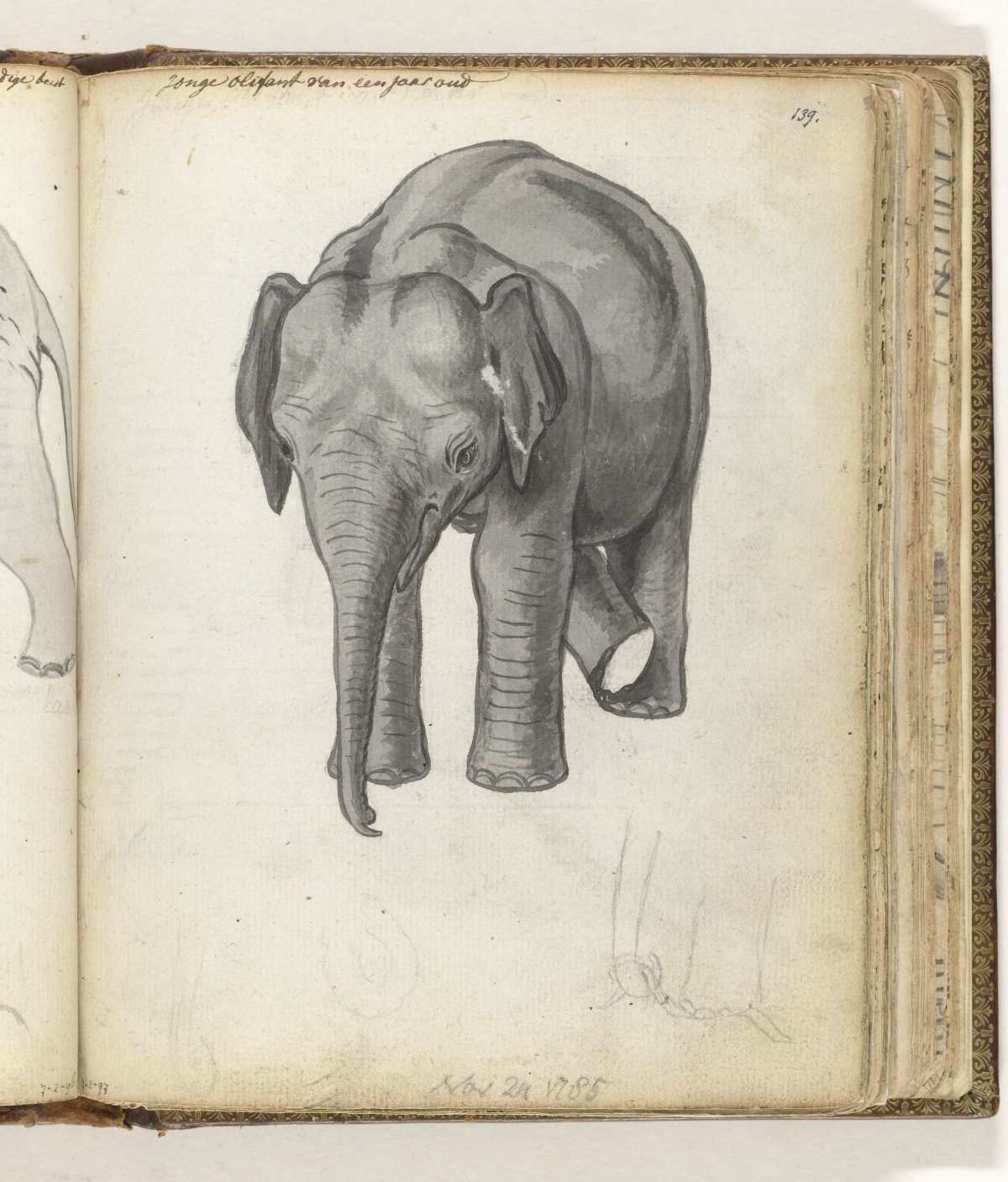 Jonge olifant, Jan Brandes, 1785