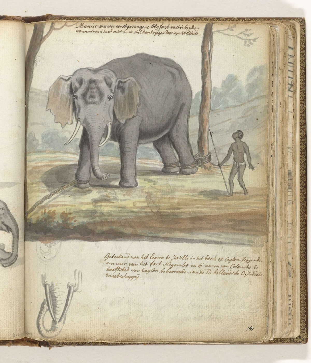 Wilde olifant tussen bomen gebonden, Jan Brandes, 1785