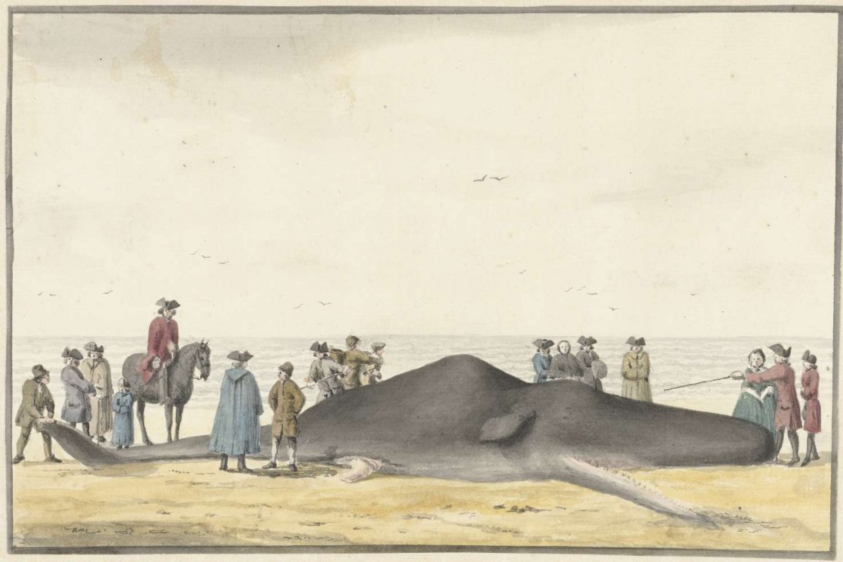 Beached sperm whale (cachelot) on the beach between Zandvoort and Wijk aan Zee, Feb. 20, 1762, seen from the front, Vincent Jansz. van der Vinne, 1762