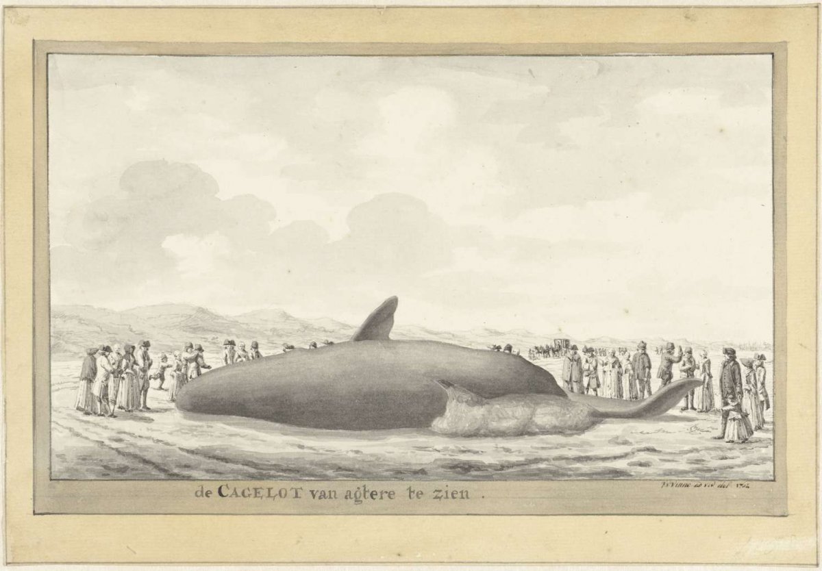 Sperm whale washed ashore near Egmond aan Zee, 1764, Vincent Jansz. van der Vinne, 1764