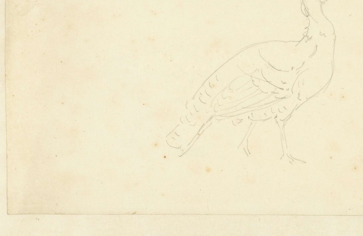 Study of a peacock, Aert Schouman, 1720 - 1792