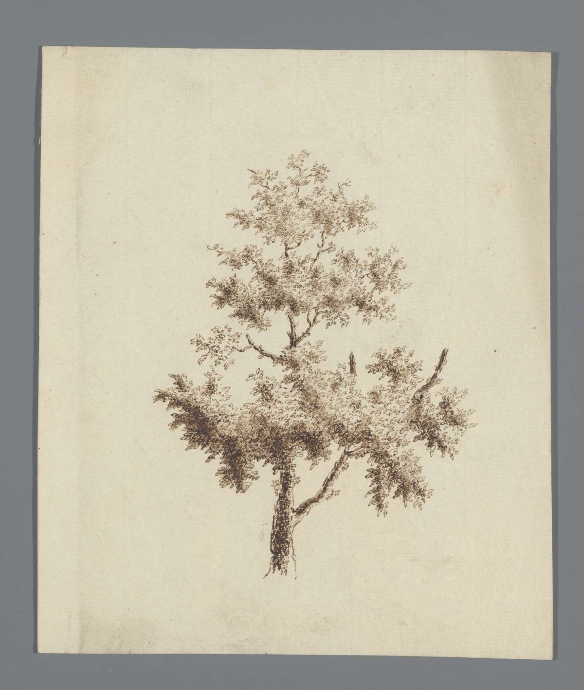 Tree study, anonymous, 1700 - 1800