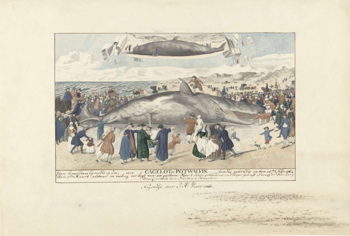 Sperm whale stranded near Egmond aan Zee, 1764, J.A. Visser, 1840
