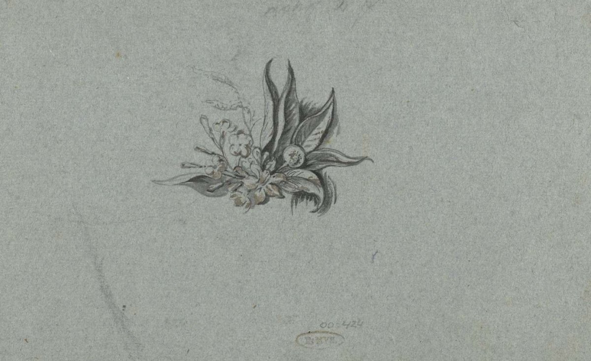 Plantstudie, Anthony van Dyck, 1610 - 1641