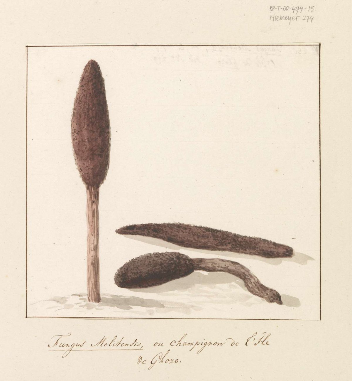 Rare plant from island of Gozo, Louis Ducros, 1778