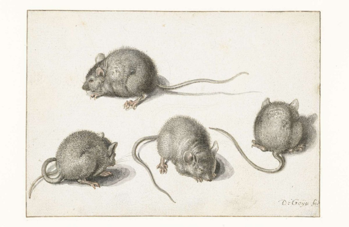 Four studies of a diseased mouse, Jacques de Gheyn (II), 1575 - 1625