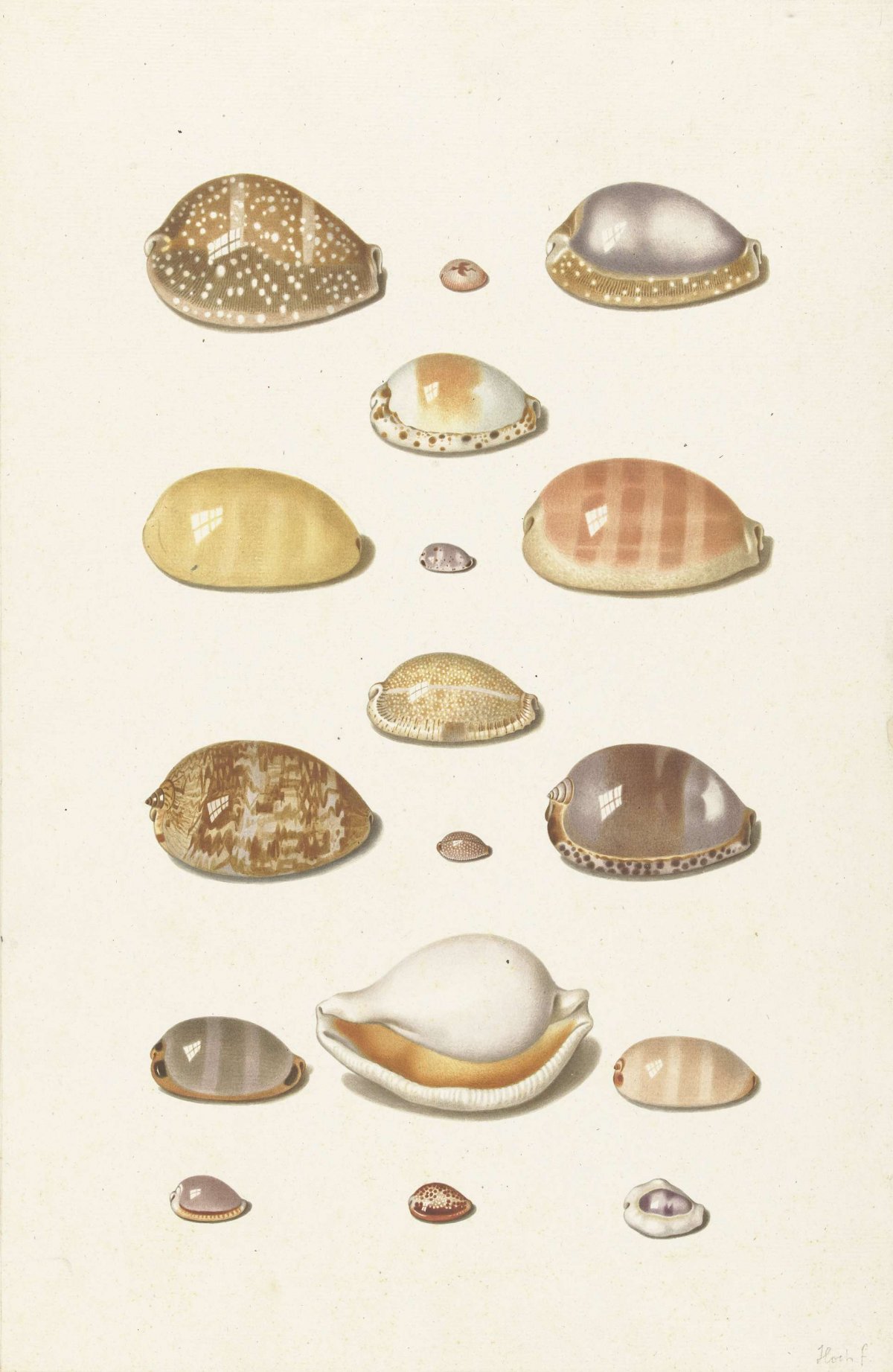 Cowry Shells, Johann Gustav Hoch, 1726 - 1779