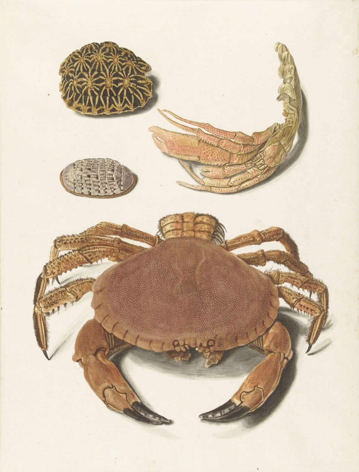 A crab, scissors of a crab and two shells of turtles, Johann Gustav Hoch, 1726 - 1779