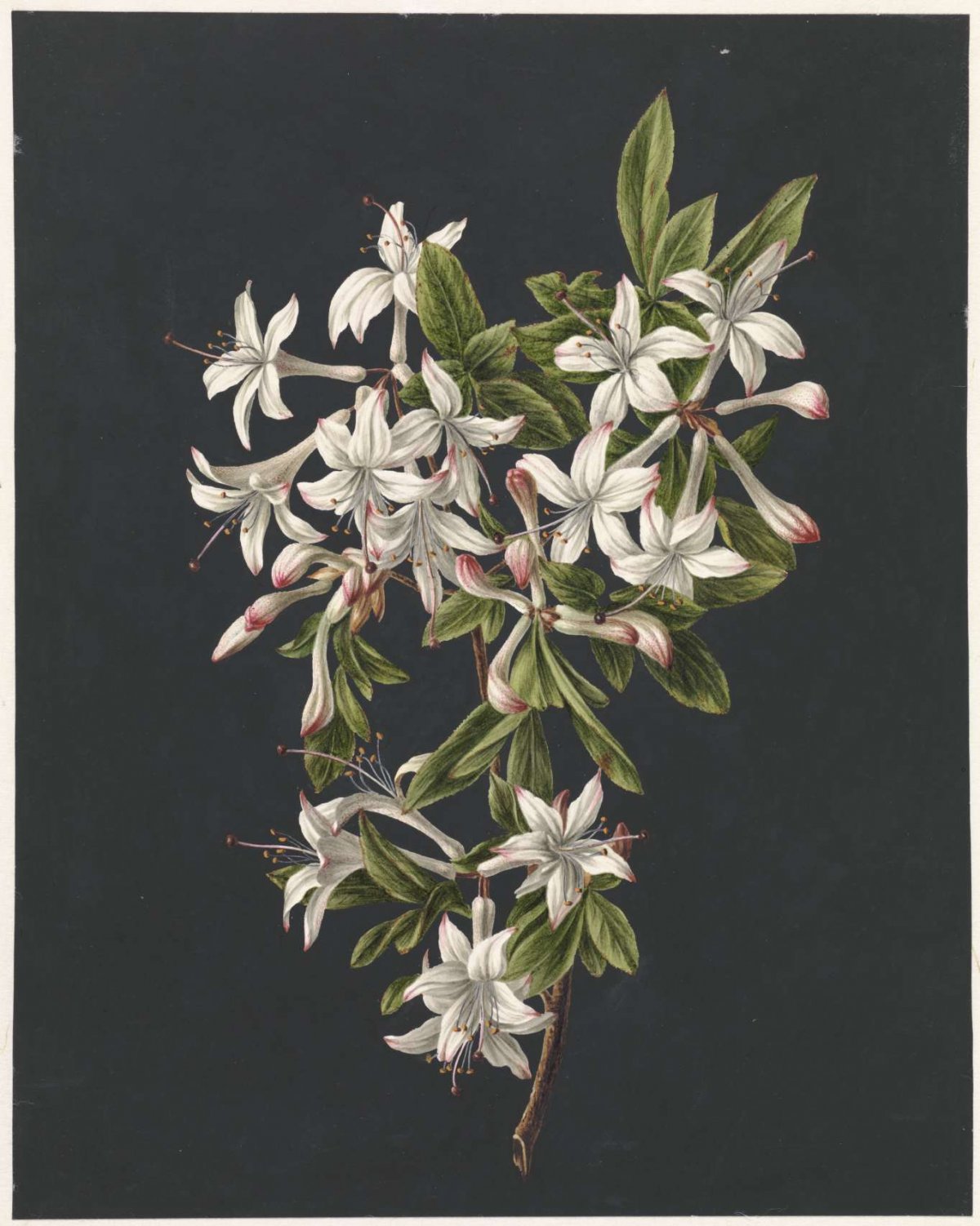 Branch of Azaleas in Bloom, M. de Gijselaar, 1831