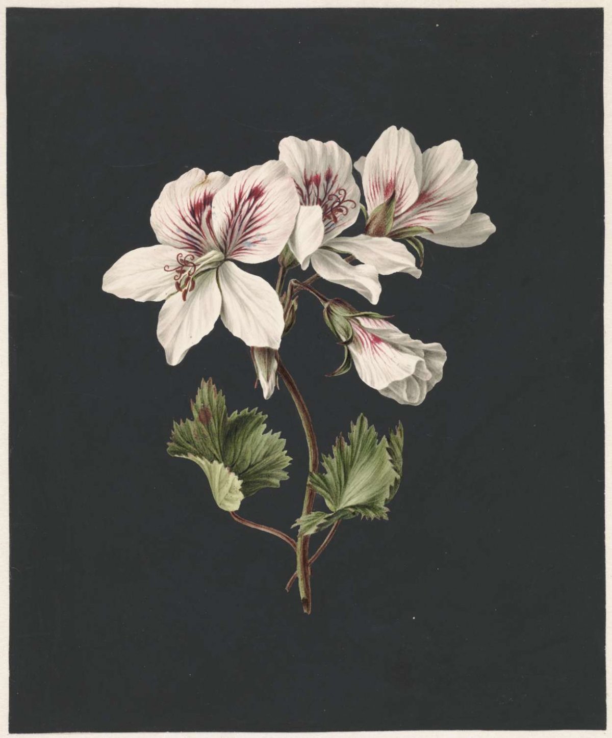 Pelargonium album bicolor, M. de Gijselaar, 1830