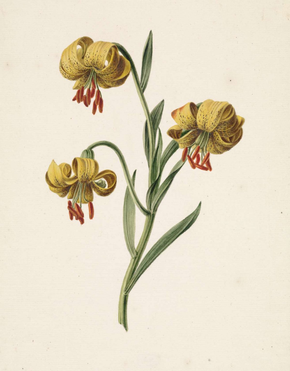 Branch with three yellow lilies, M. de Gijselaar, 1834