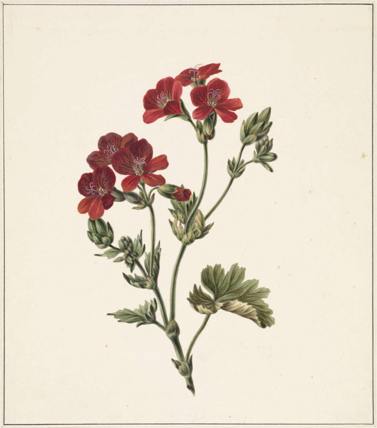 Rode bloem, M. de Gijselaar, 1830