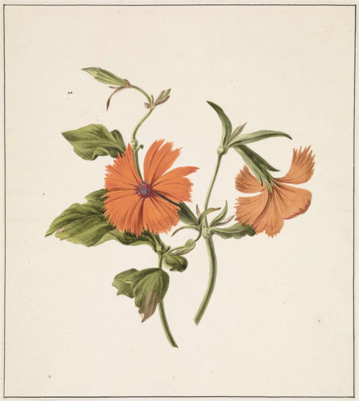Gele Chinese roos (Rosa Chinensis Lutea), M. de Gijselaar, 1820