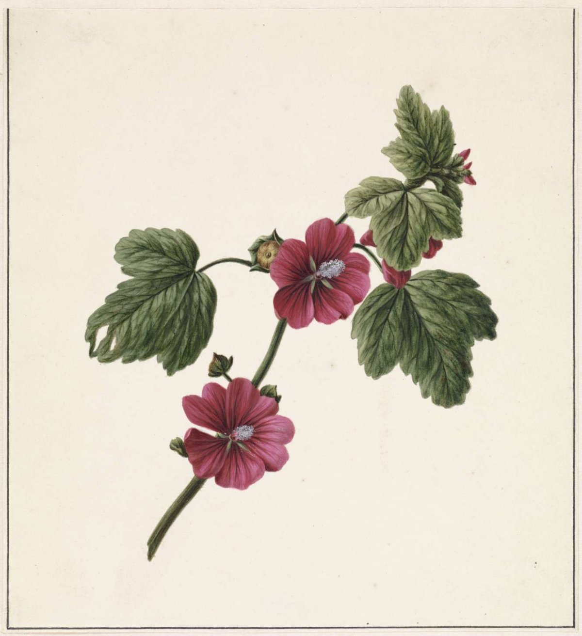 Branch with Purple Flowers, M. de Gijselaar, 1830