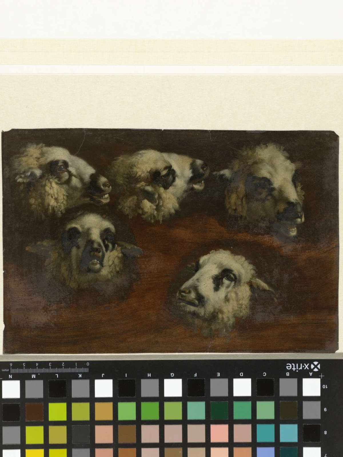 Five Studies of the Head of a Sheep, Jacob van der Does (I), 1624 - 1673