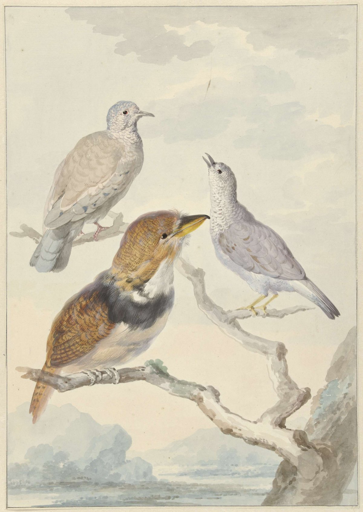 Three birds, two Inca pigeons and a collared bearded cuckoo, Aert Schouman, 1753