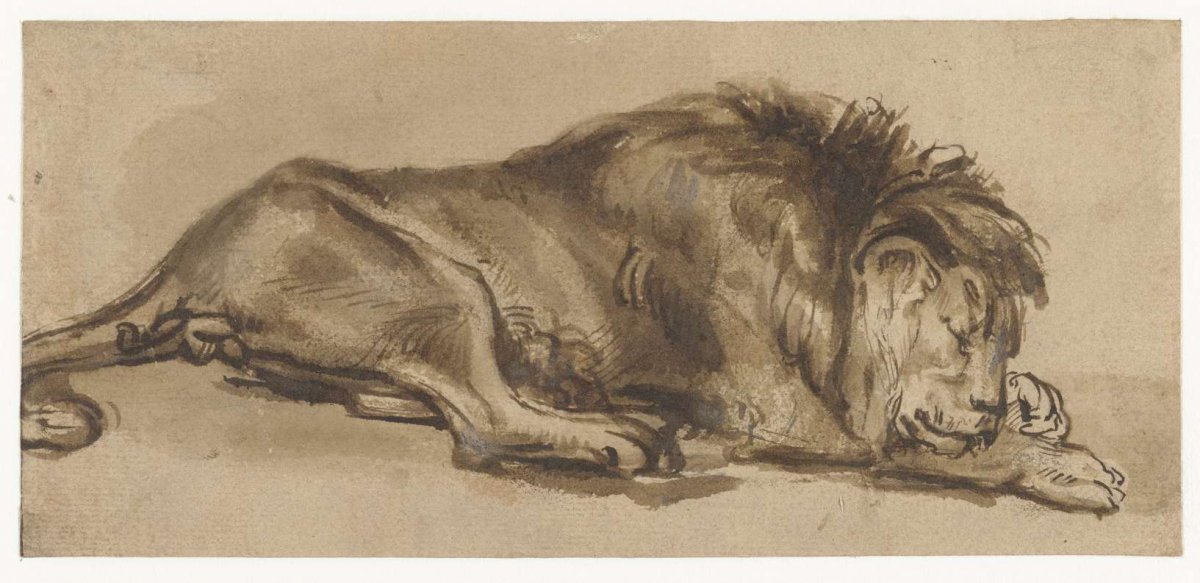 Study of a Lion Asleep, anonymous, in or after c. 1650 - 1699
