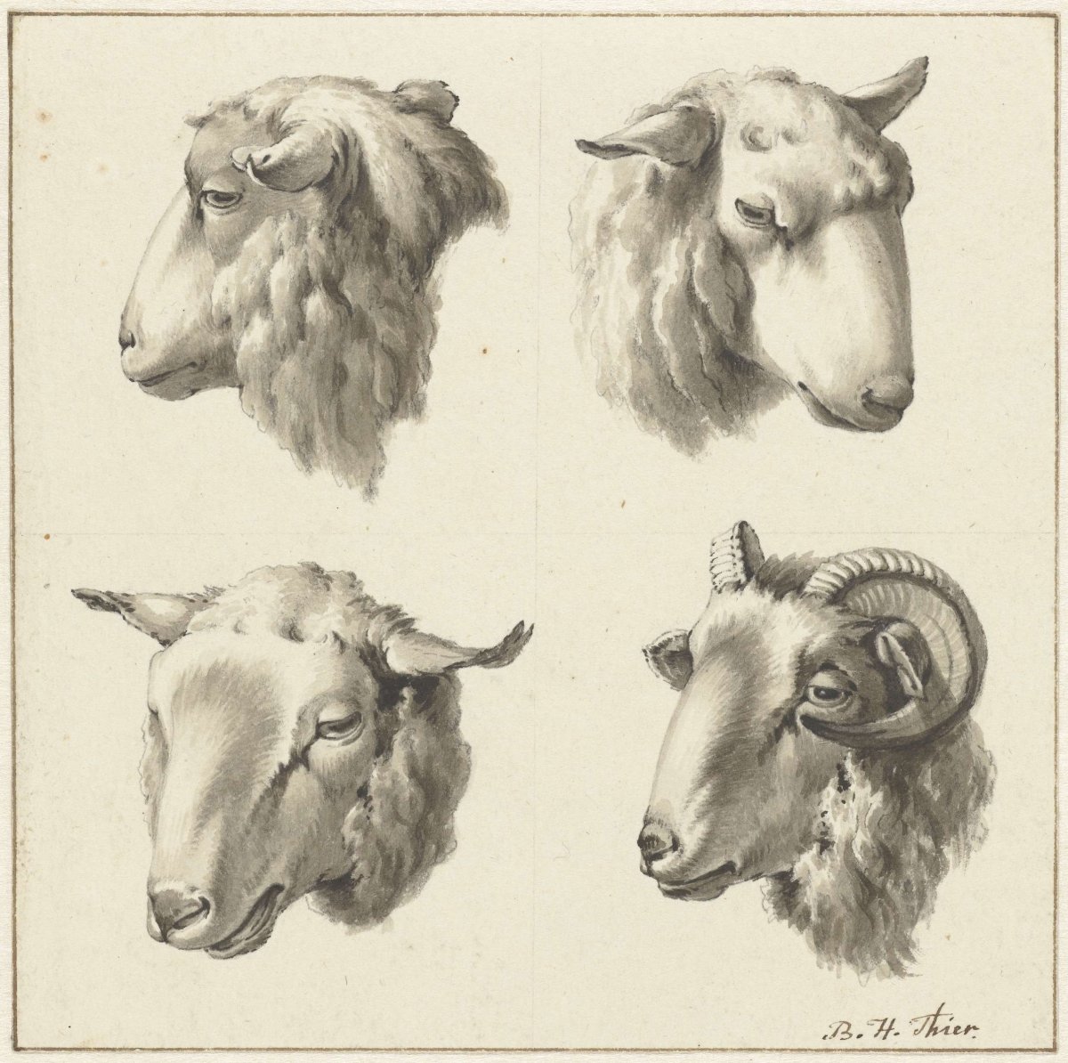 Four heads of sheep and goats, Barend Hendrik Thier, 1750 - 1811