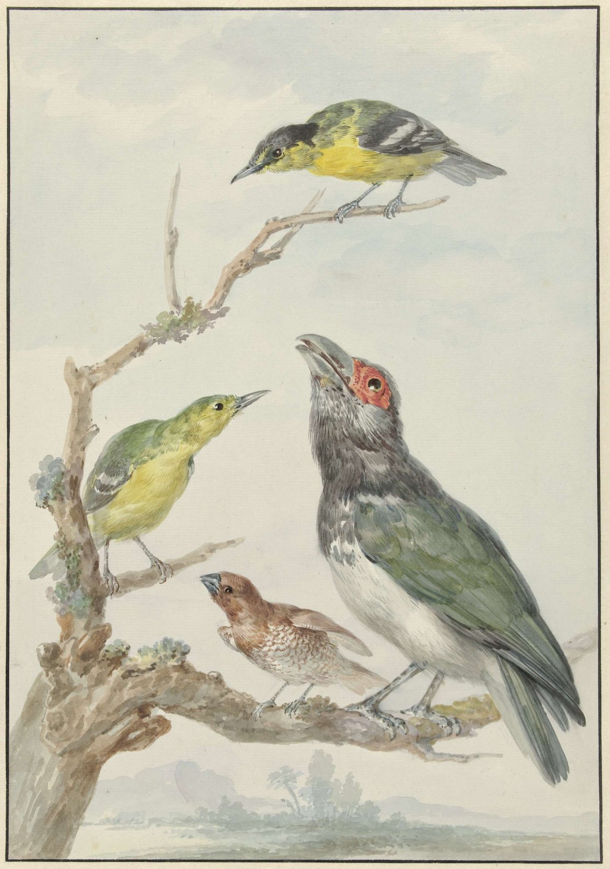 Four Different Birds on a Branch, Aert Schouman, c. 1730 - c. 1792