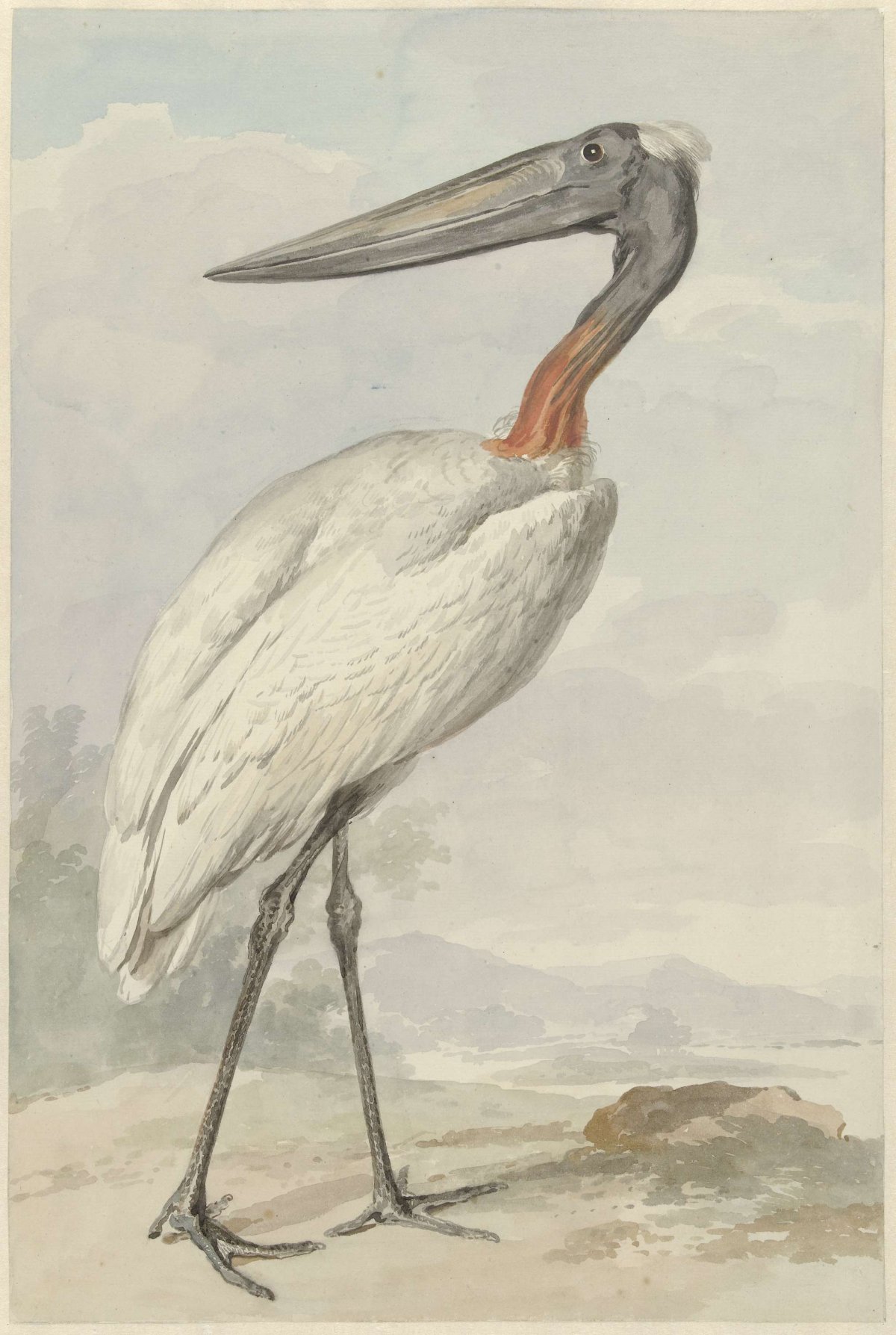 Jabiroe (Jabiroe mycteria), Aert Schouman, 1770