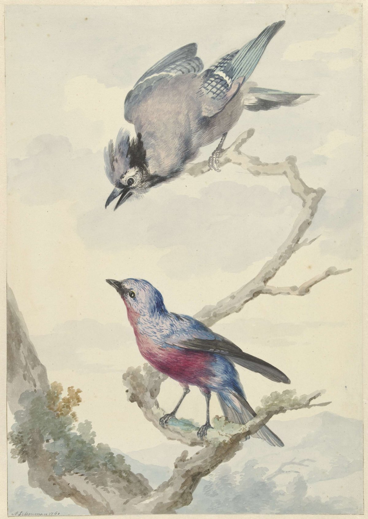 Two birds: a blue jay and a purple-breasted cotinga, Aert Schouman, 1760