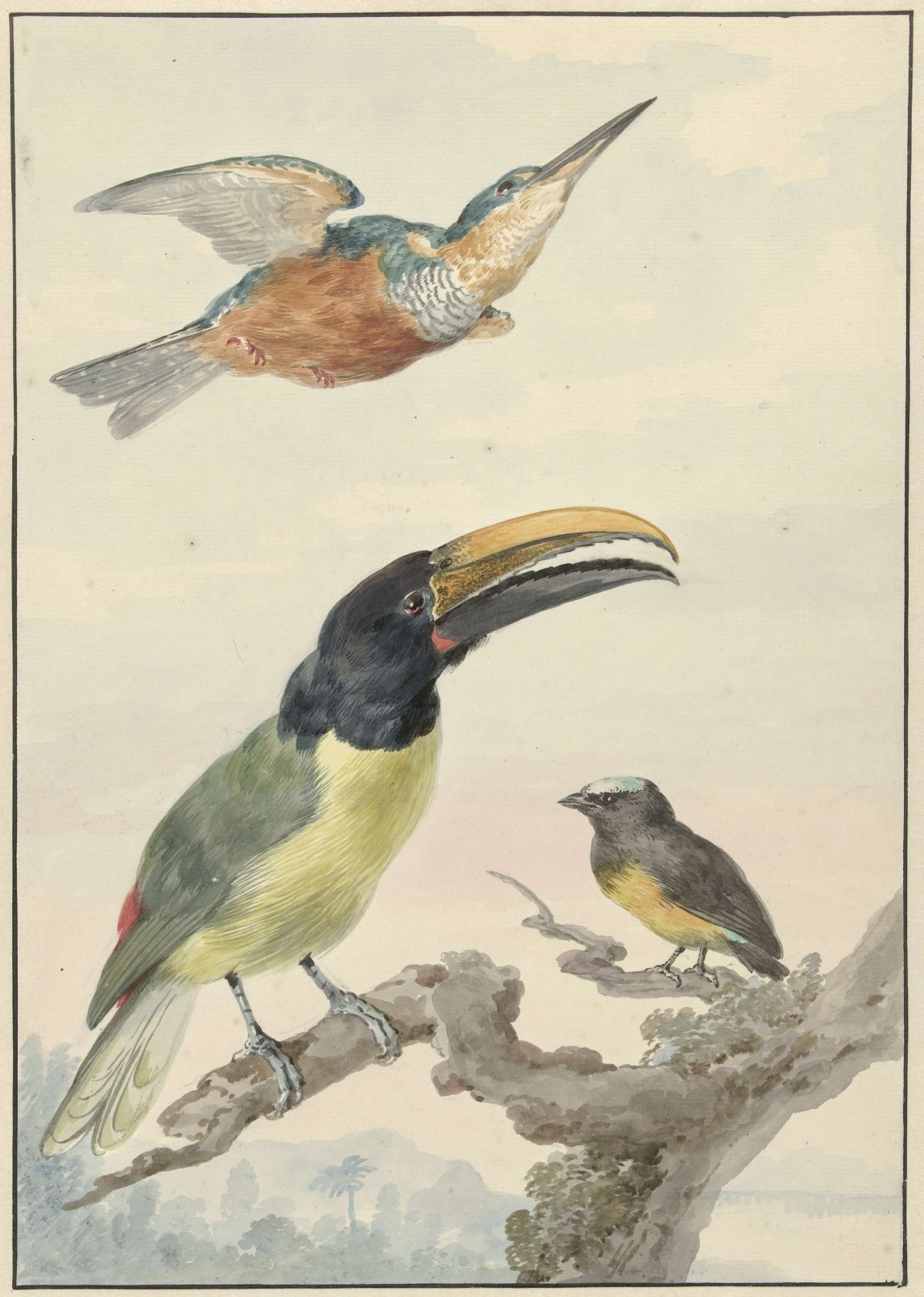 Three birds: a Kingfisher, a Prince von Wied's Toucan and an Organist, Aert Schouman, 1720 - 1792