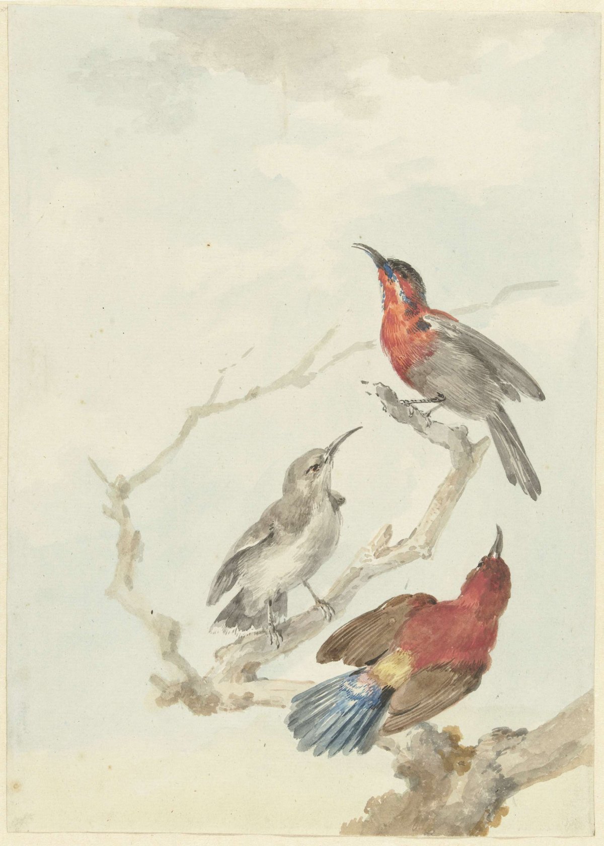 Three Crimson Sunbirds, Aert Schouman, 1780